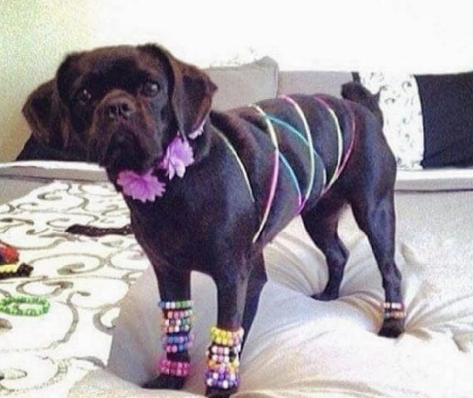 Group avatar for CSUDH RAVERS🪩🍾