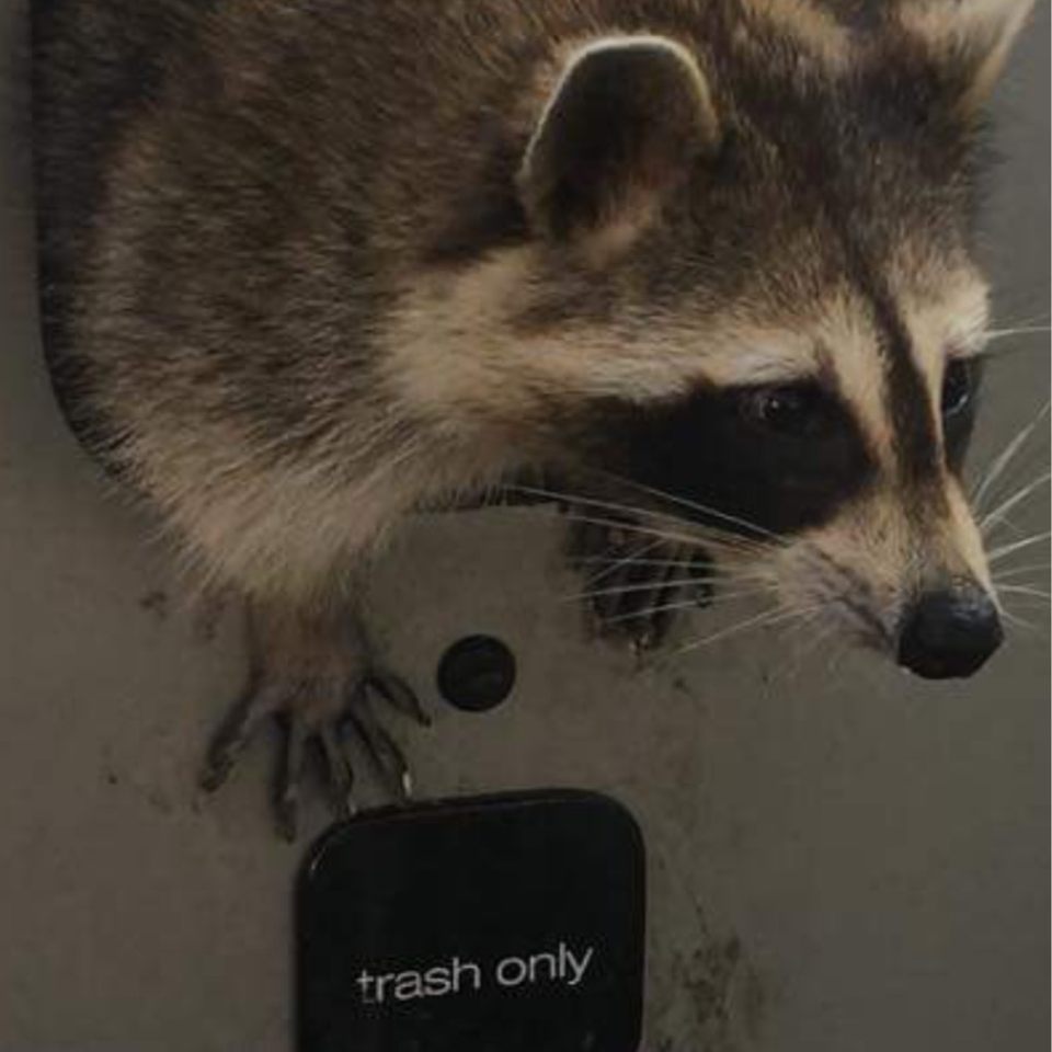 Group avatar for Trash pandas