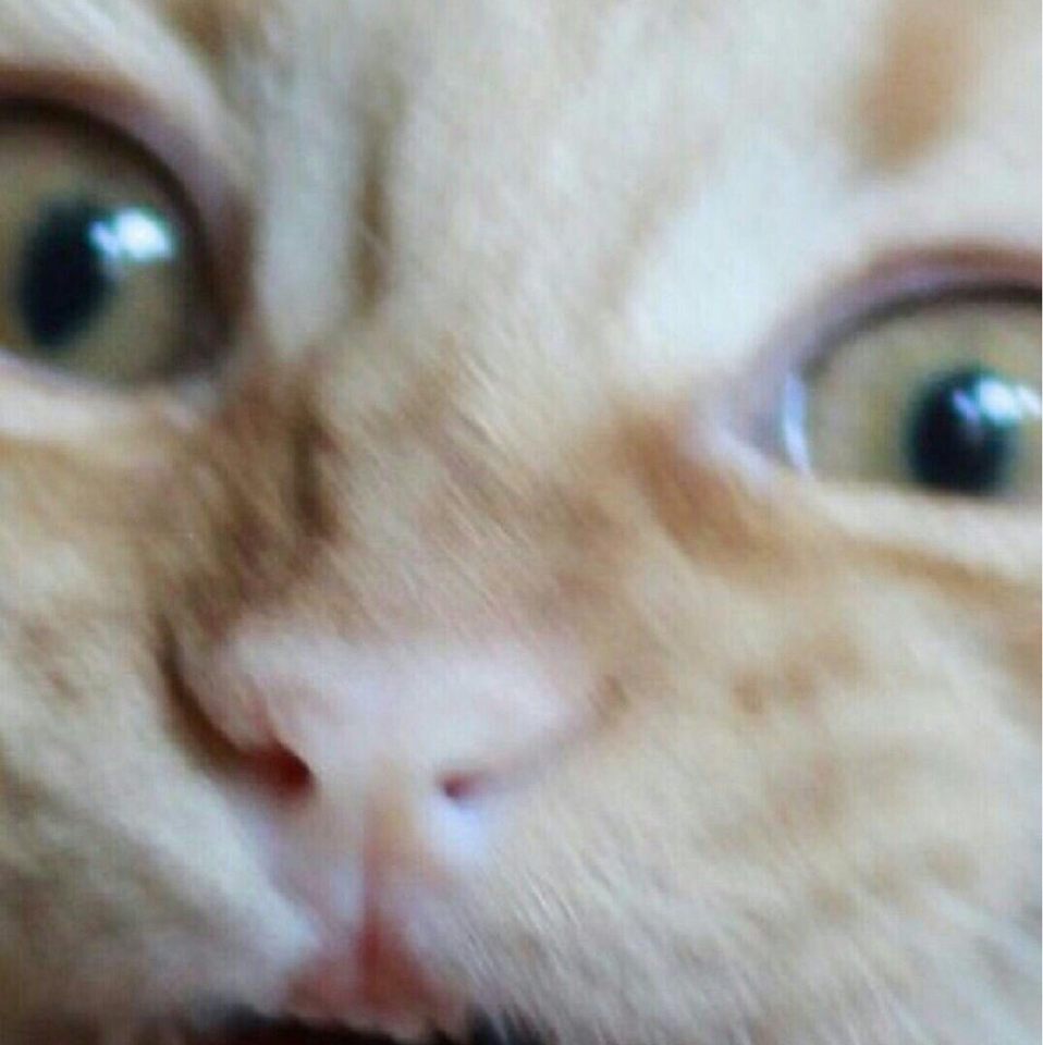 Group avatar for CATS ONLY