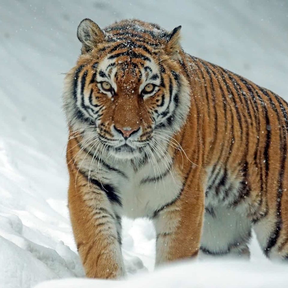 Group avatar for Endangered Species Conservation Club