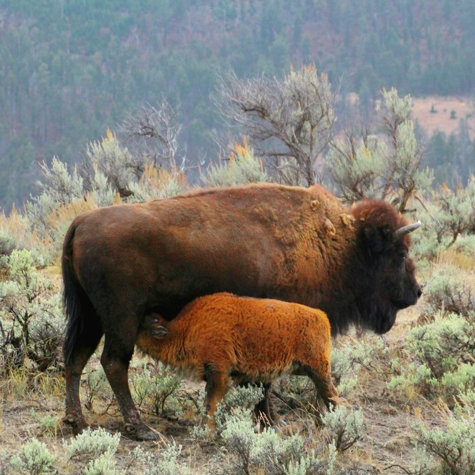 Group avatar for Princeton Conservation Society 2021-2022