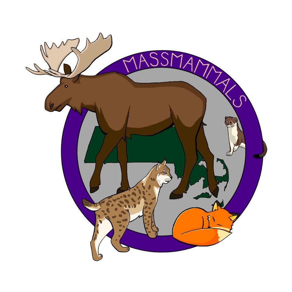 Group avatar for MassMammals BioBlitz 2025