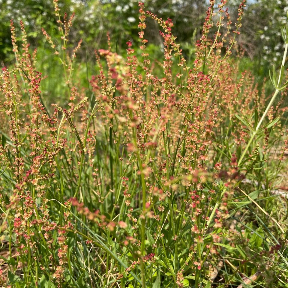 Group avatar for Rutgers Undergraduate Students for the Plant Sciences