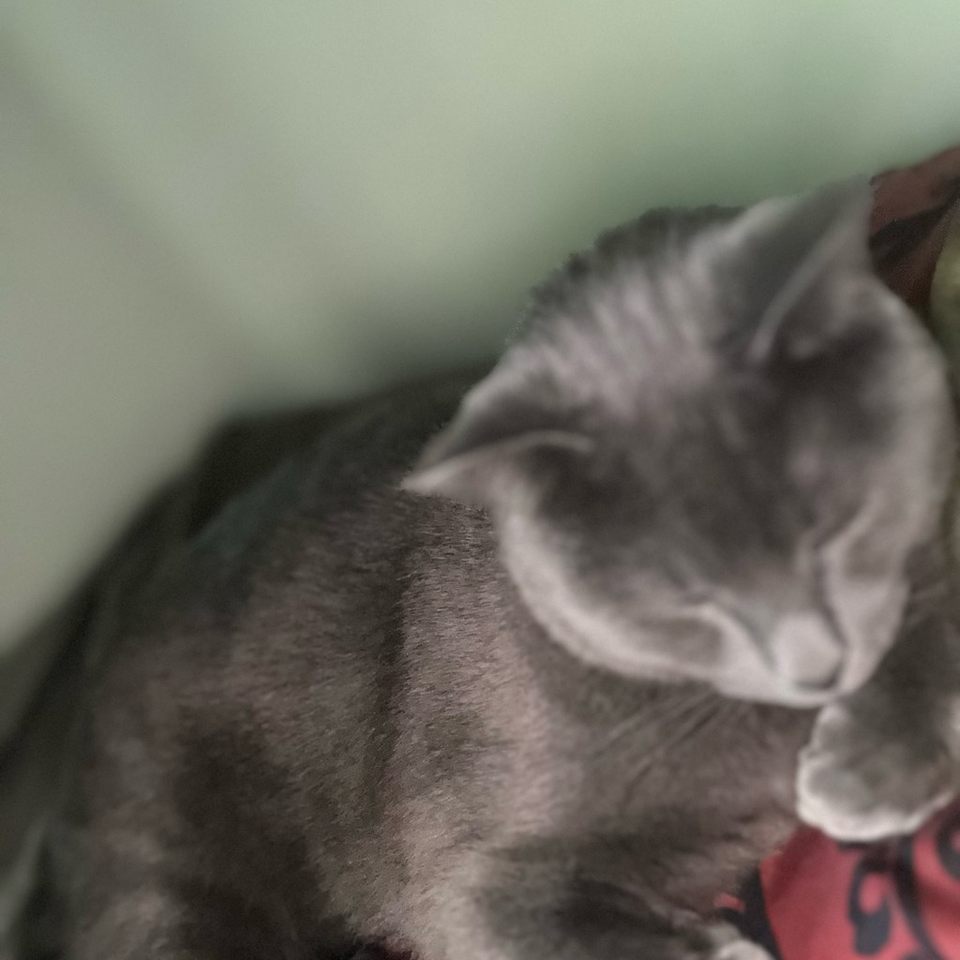 Group avatar for Cat lovers🐈
