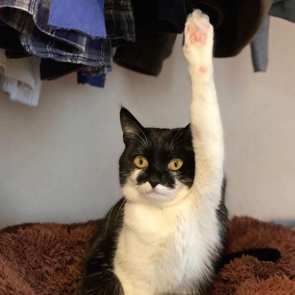 Group avatar for NASC members