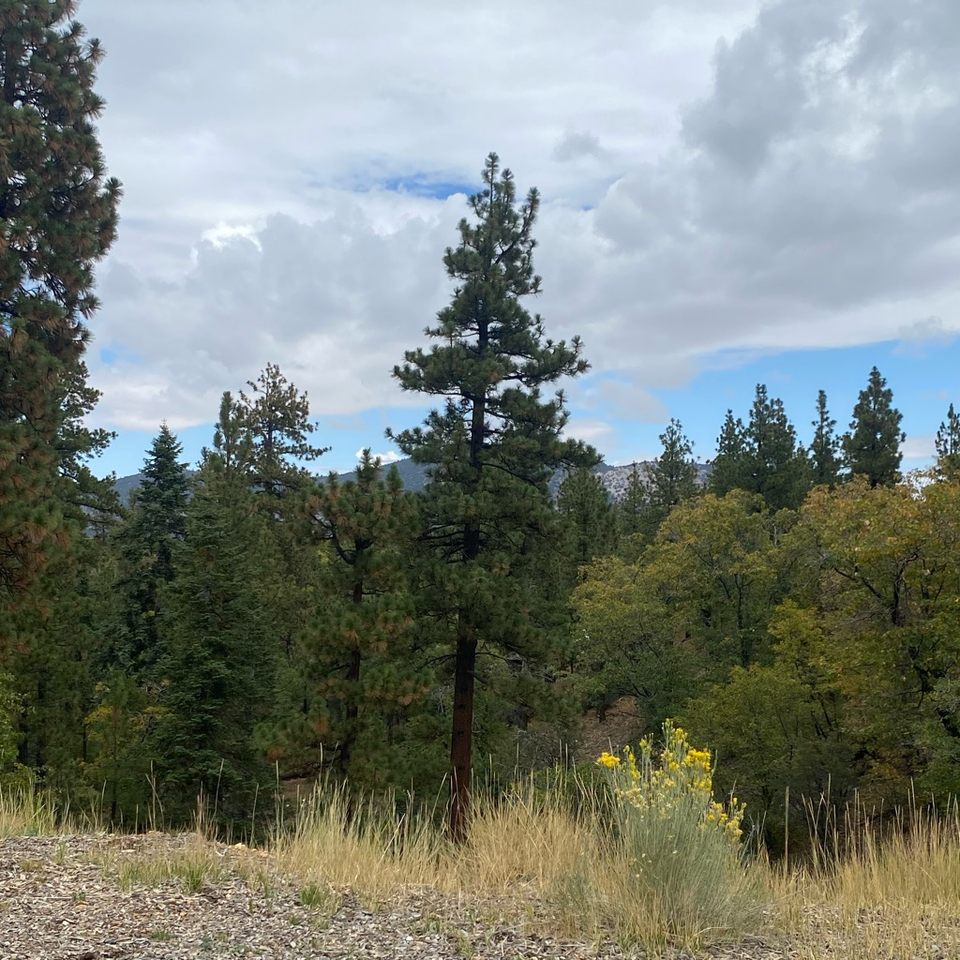 Group avatar for SAGES🍃