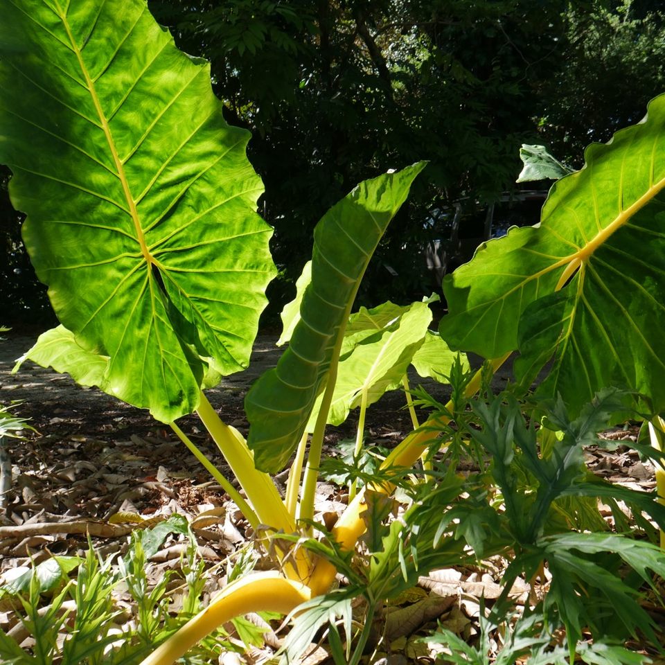 Group avatar for CommUnity Garden 🪴