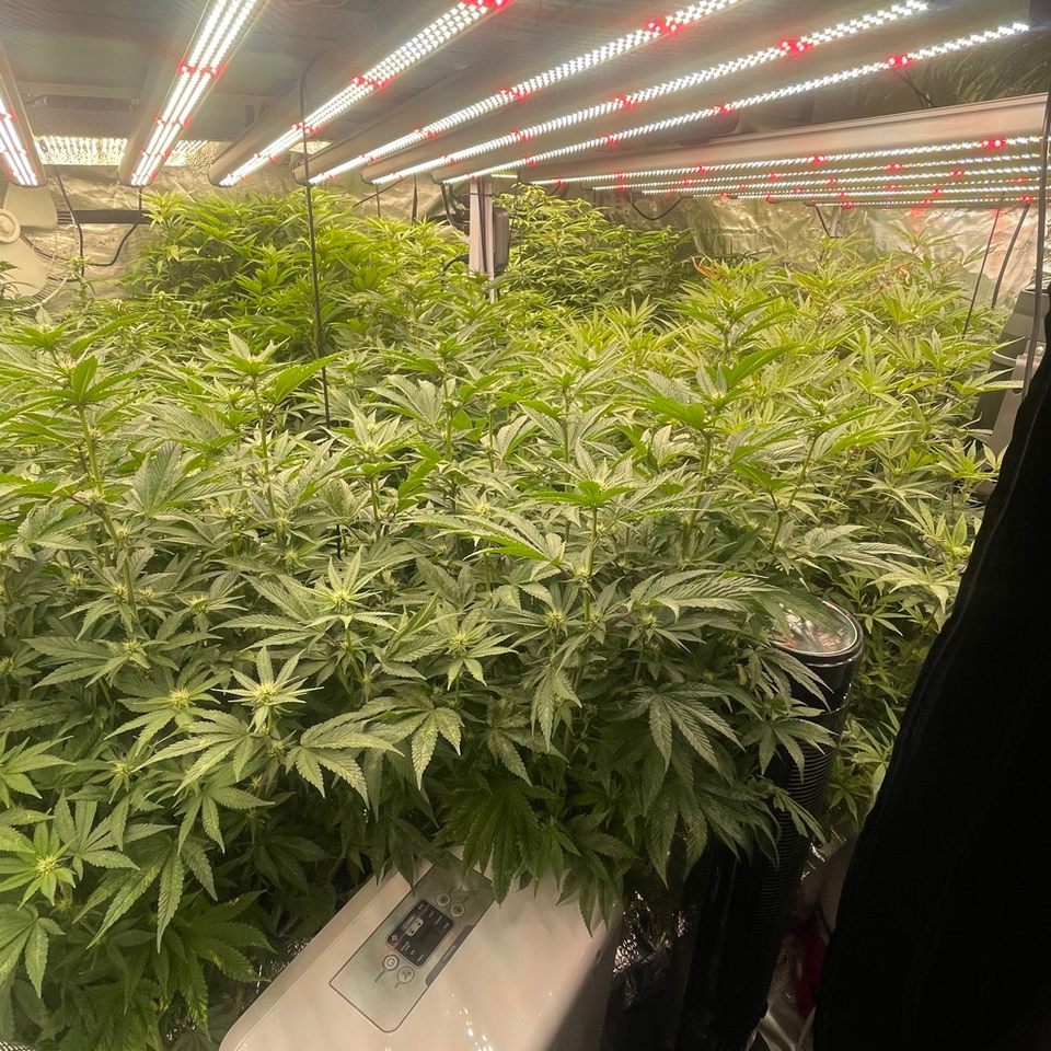 Group avatar for Thc farmers ext