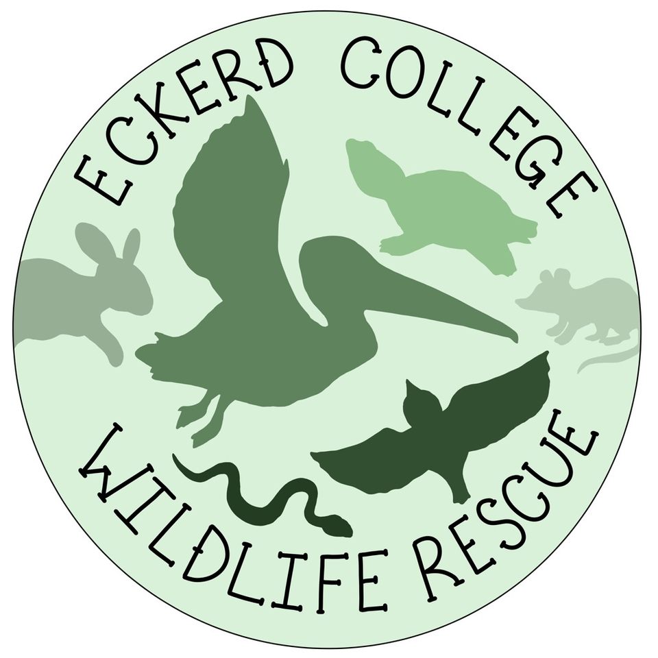 Group avatar for ECWR (Eckerd College Wildlife Rescue)