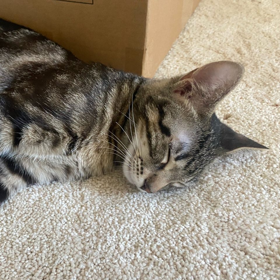 Group avatar for CATPDA 2025