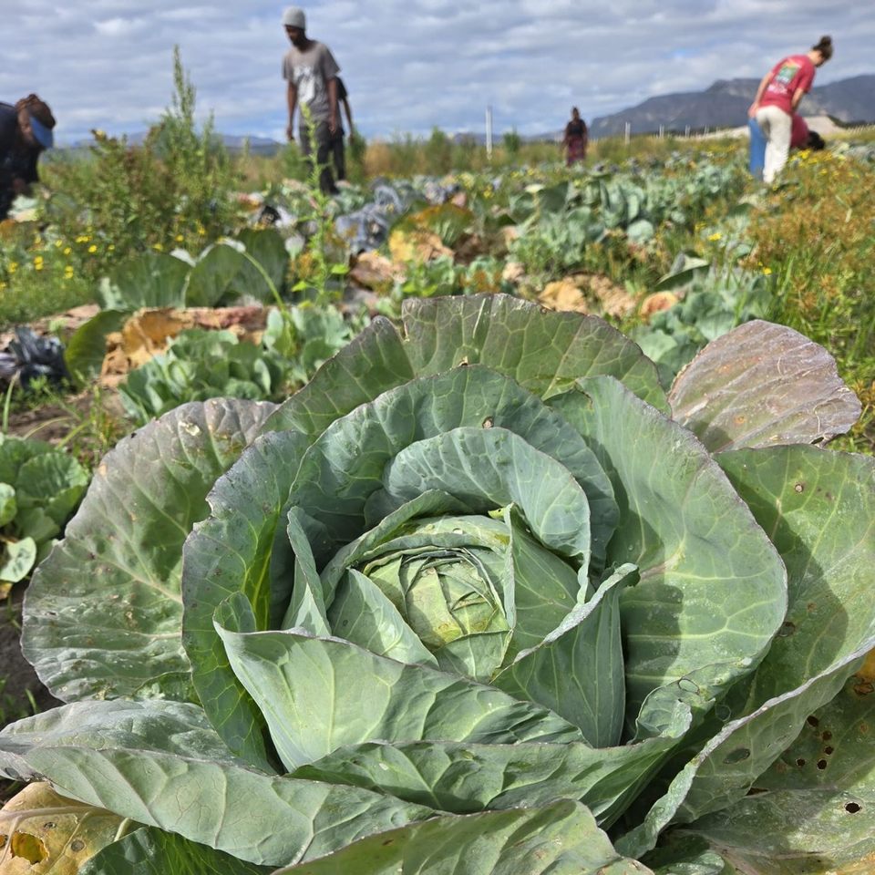 Group avatar for Harvesting Hope