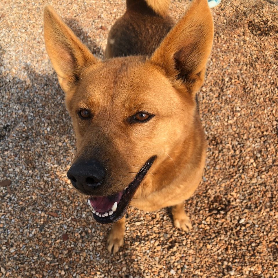 Group avatar for Heller Volunteering with Animals!