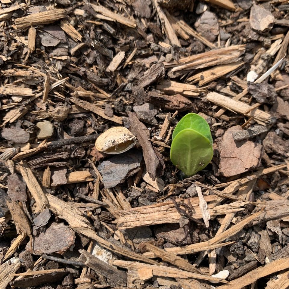 Group avatar for Vern Garden GroupMe