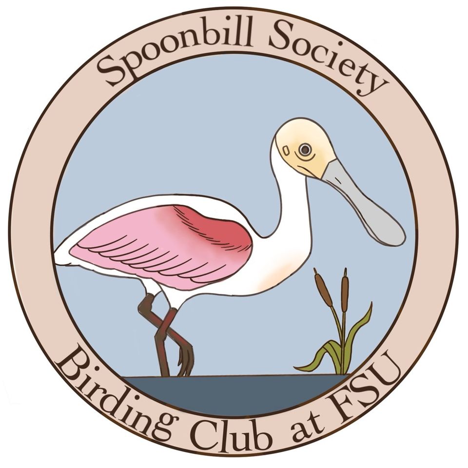 Group avatar for Spoonbill Society - Birding Club at FSU