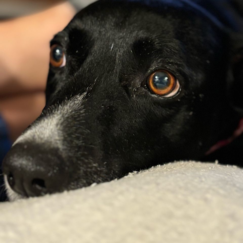 Group avatar for Duke PAWS Members 2025-26