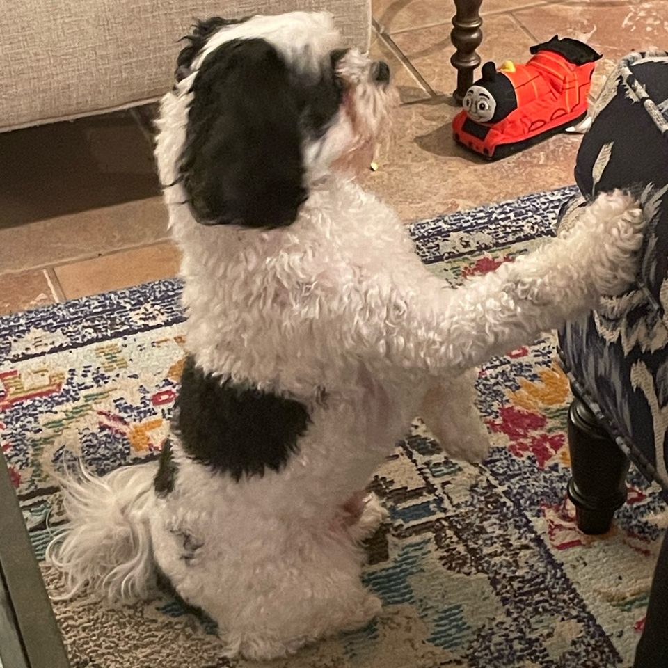 Group avatar for Little Women Lights Crew