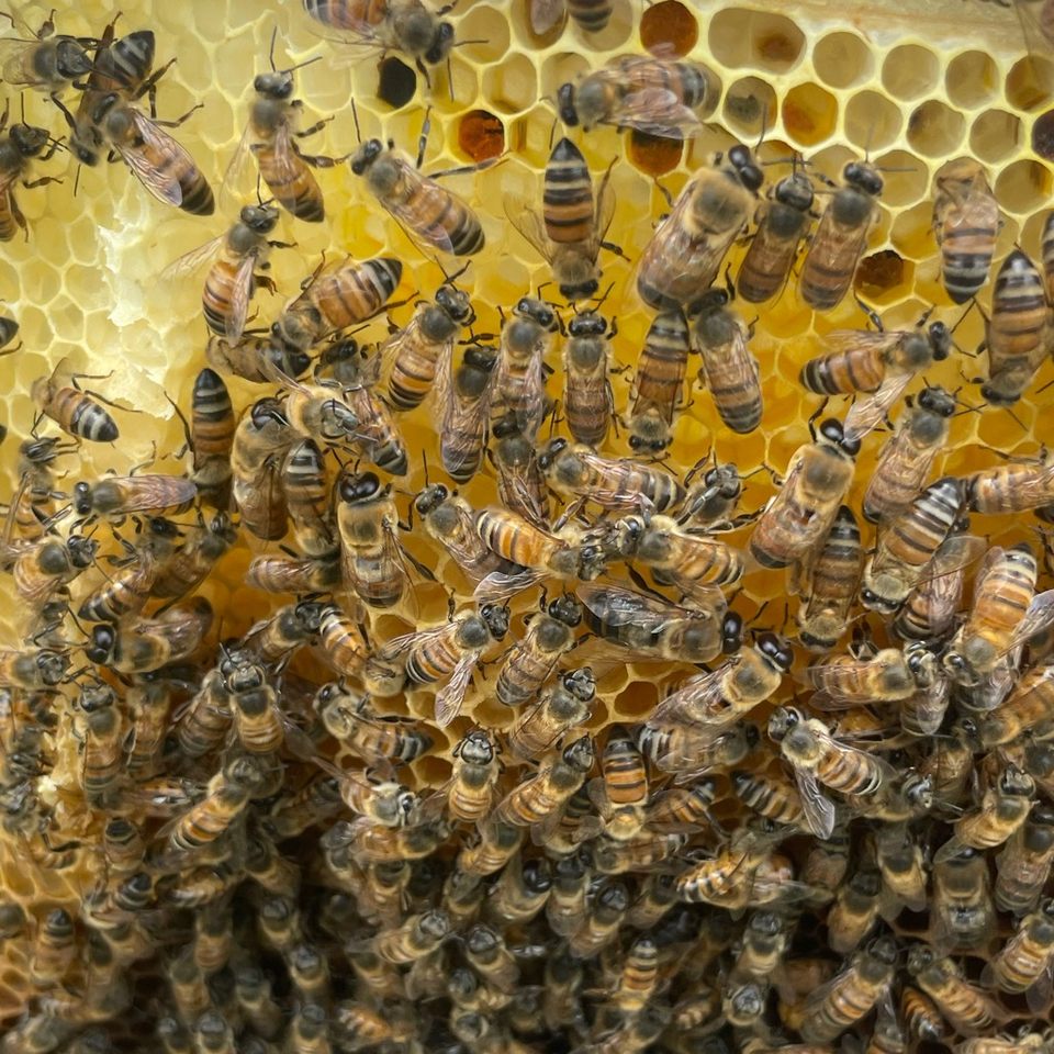 Group avatar for BEE-Co