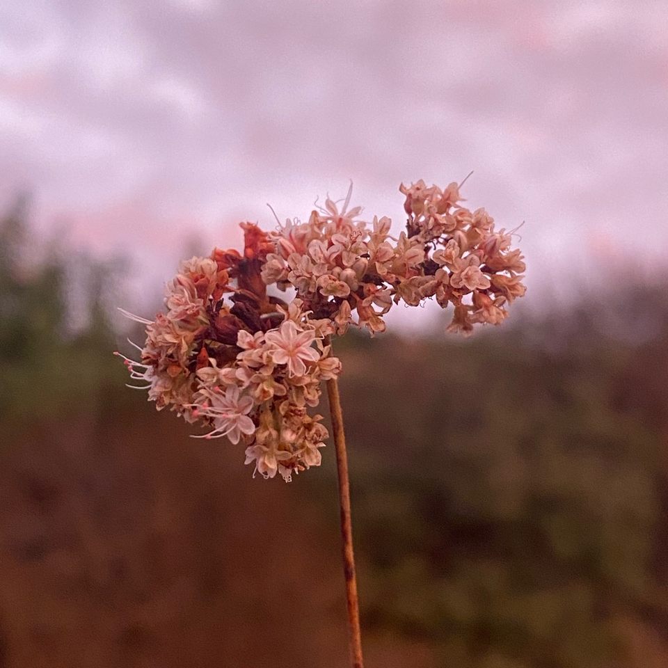Group avatar for CALPIRG - UCI 🌎🌲🗣️📚