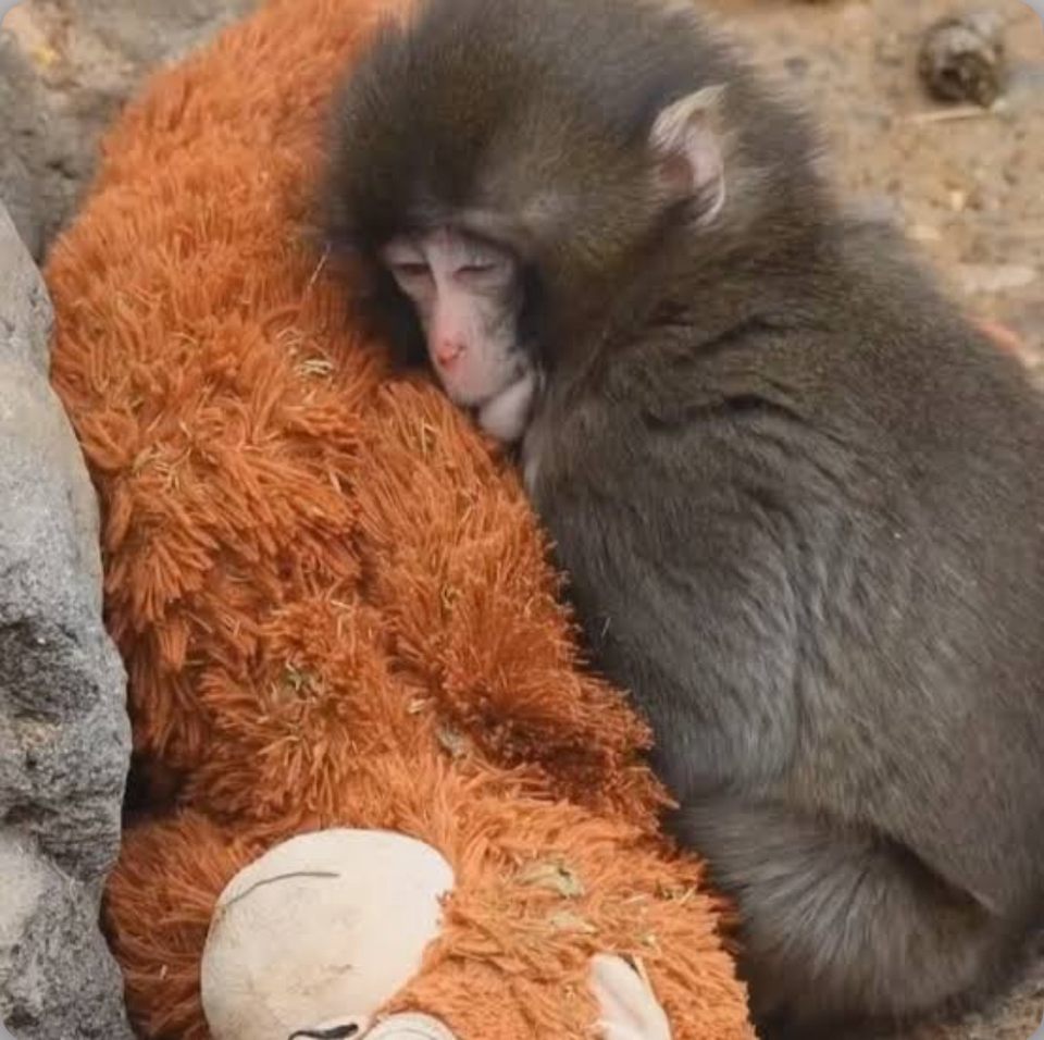 Group avatar for Punch Fan Club