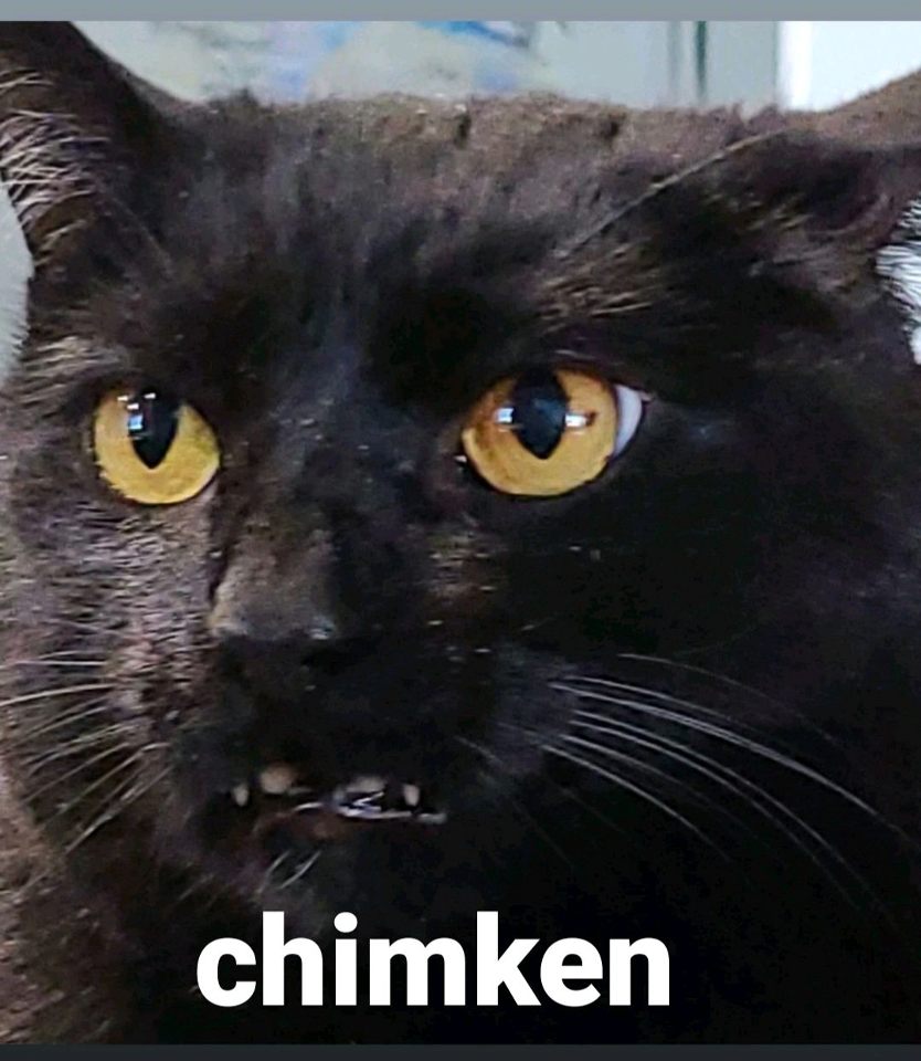 Group avatar for all the cats
