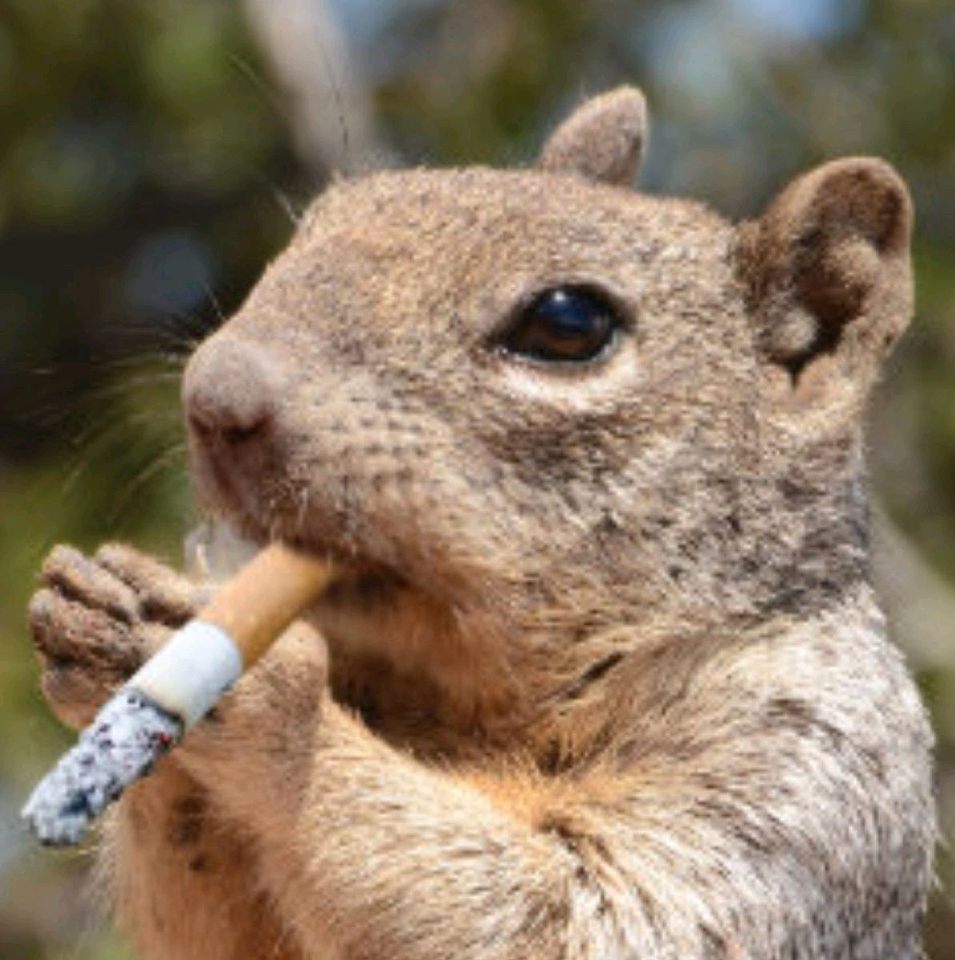 Group avatar for Squirrel And Bird Watching Club