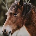 Group avatar for Equine Community