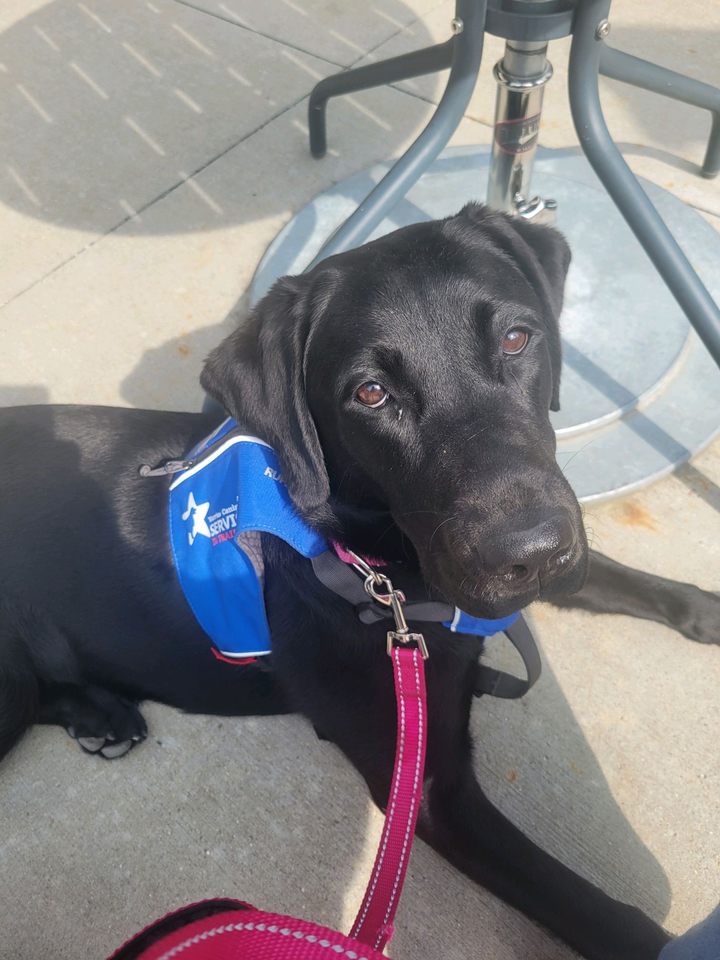 Group avatar for Warrior Canine Connection Club