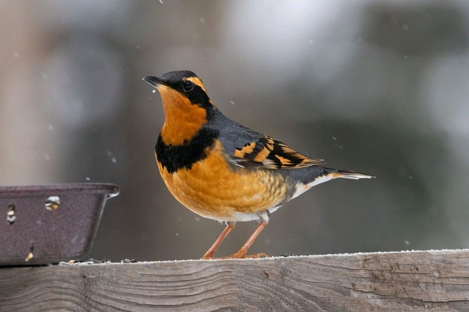 Group avatar for New Hampshire Rare Bird Alerts
