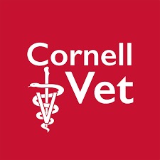 Group avatar for Cornell C/O 2028