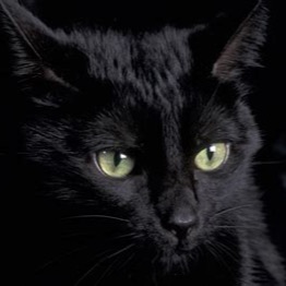 Group avatar for UTSA Cat group