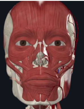 Group avatar for LECOM SOD ‘29