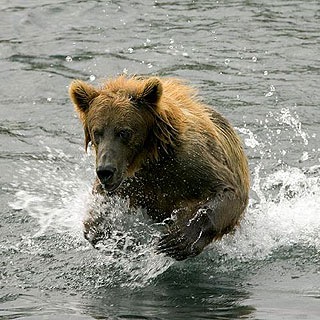 Group avatar for Riverbear Chatter