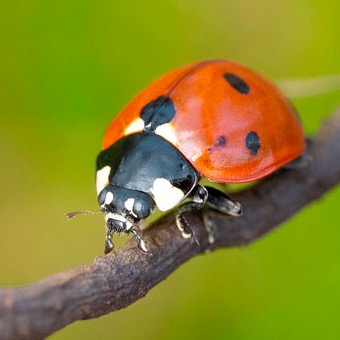 Group avatar for 🪲Entomology Club🪲