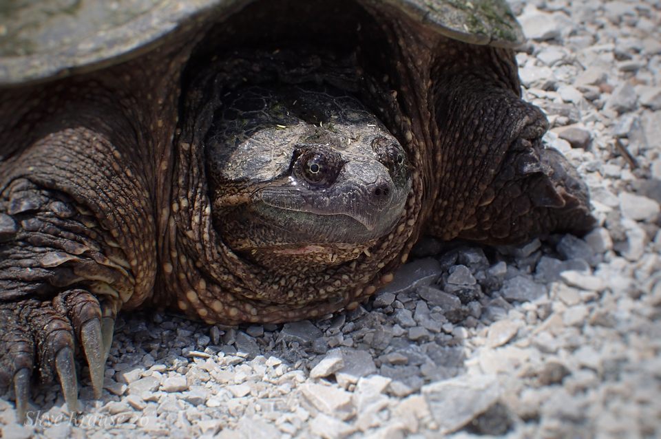 Group avatar for The Marsh Monitors Network of ISU