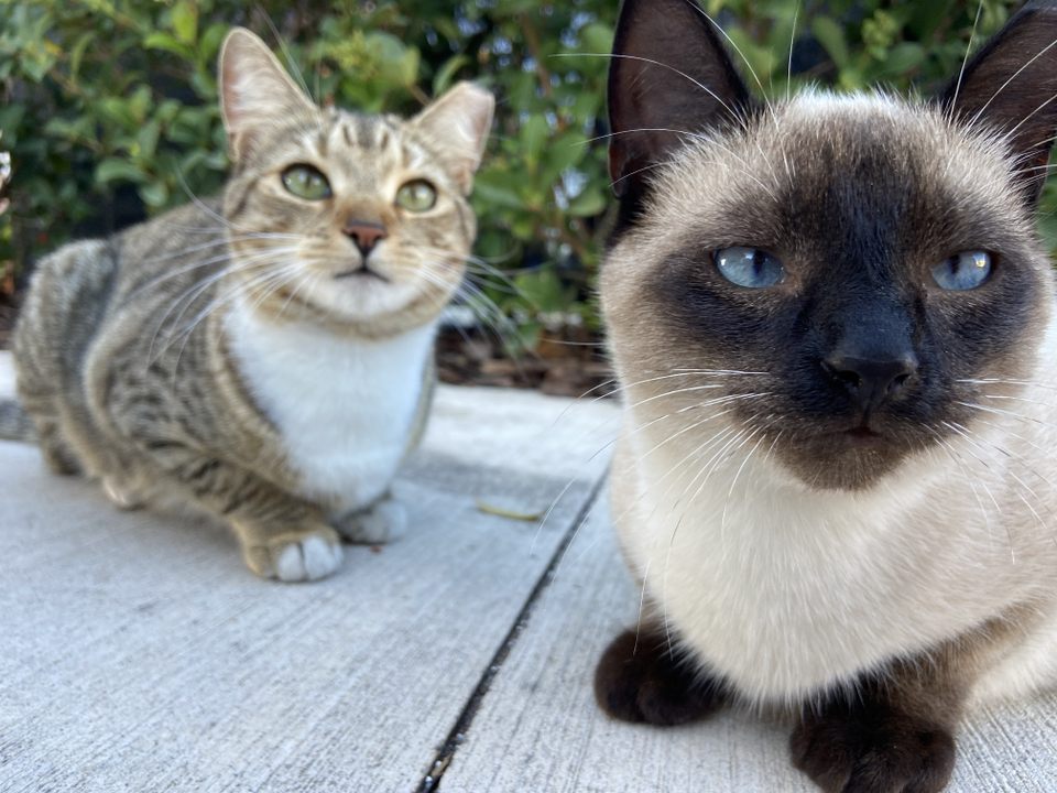 Group avatar for UT Campus Cats