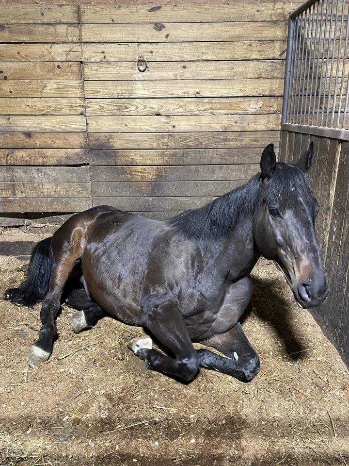 Group avatar for PAWS Equine Pathway Group