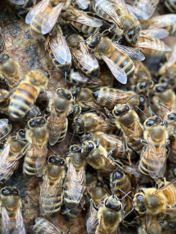 Group avatar for To Bee Continued