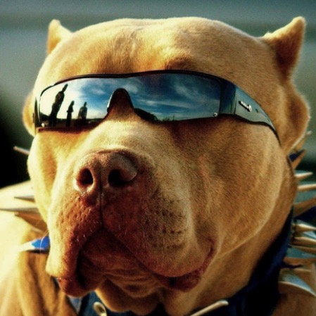 Group avatar for MurDawgs (2nd Center)