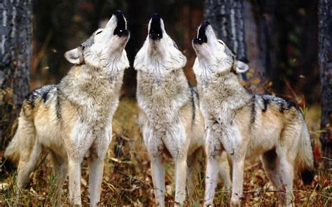 Group avatar for 2026-2027 Wolf Pack