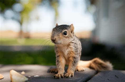 Group avatar for MSU Squirrel Spotting