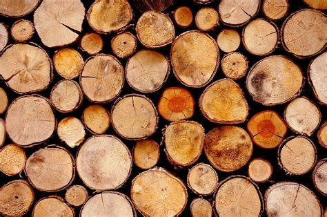 Group avatar for Timber Strong Design Build 2026-2027🪵