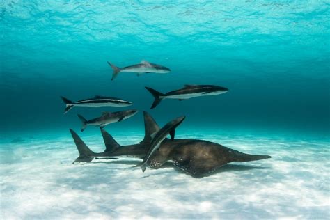 Group avatar for CES SP26