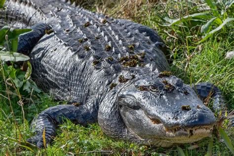 Group avatar for Grieving Gator