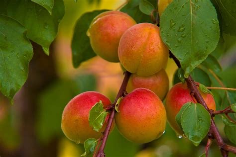 Group avatar for Fruit Preservation Volunteers