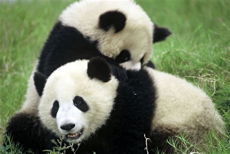Group avatar for China Care ‘25-‘26