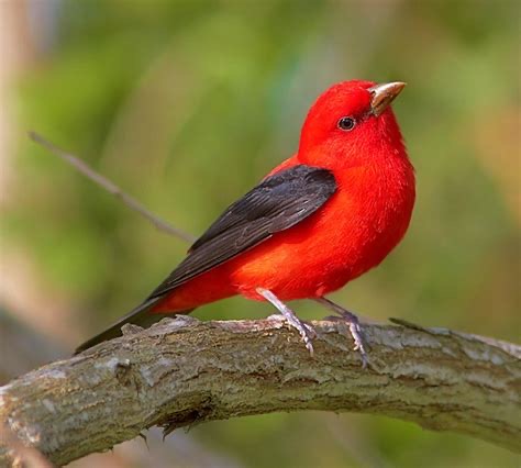 Group avatar for Lilly Branch Bird Club