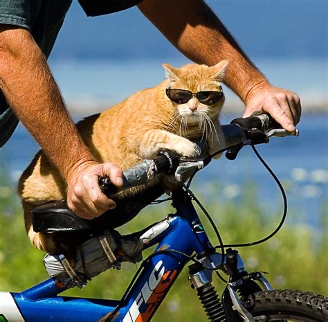 Group avatar for Community Bike Ride - Cat Trax