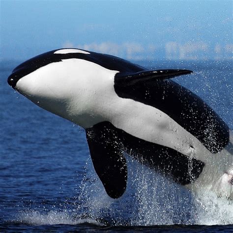 Group avatar for Orcas 25-26 Chat