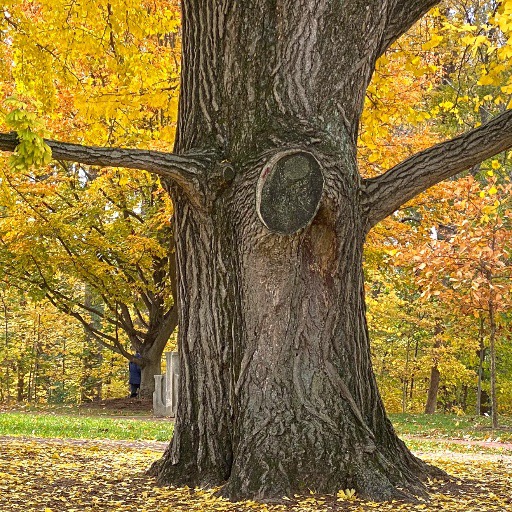 Group avatar for Rewild IU