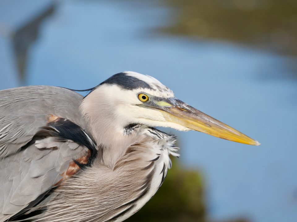 Group avatar for RCNJ Birding Club